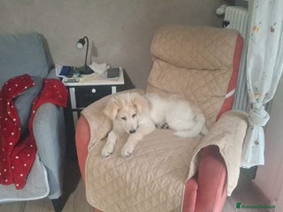 Meticcio cani Regalo bellissimo cucciolo maschio 4 mesi - Annuncio 1