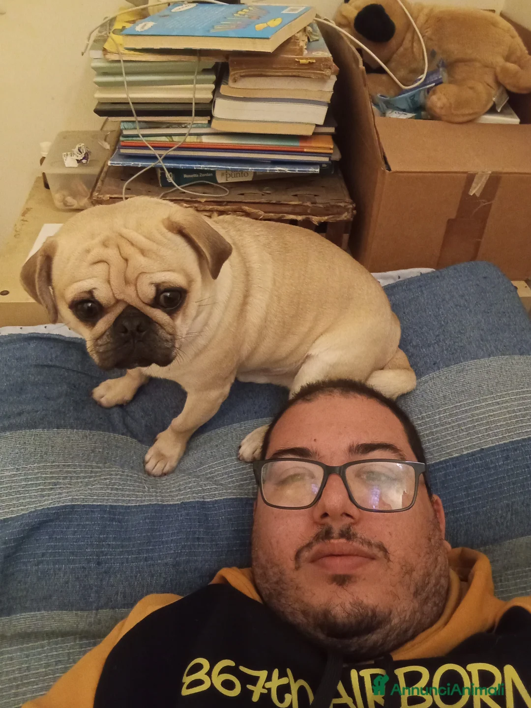 Carlino cani per accoppiamento: Carlina  - Annuncio 6