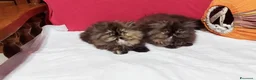 Persiano gatti in vendita: Cuccioli di Persiano - Annuncio 5