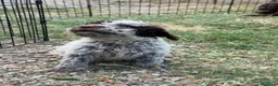 Lagotto cani in vendita: Cuccioli Lagotto Romagnolo  - Annuncio 6