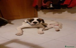 Meticcio cani in regalo: Meticcio Lucio a Provincia di Livorno - Immagine 2