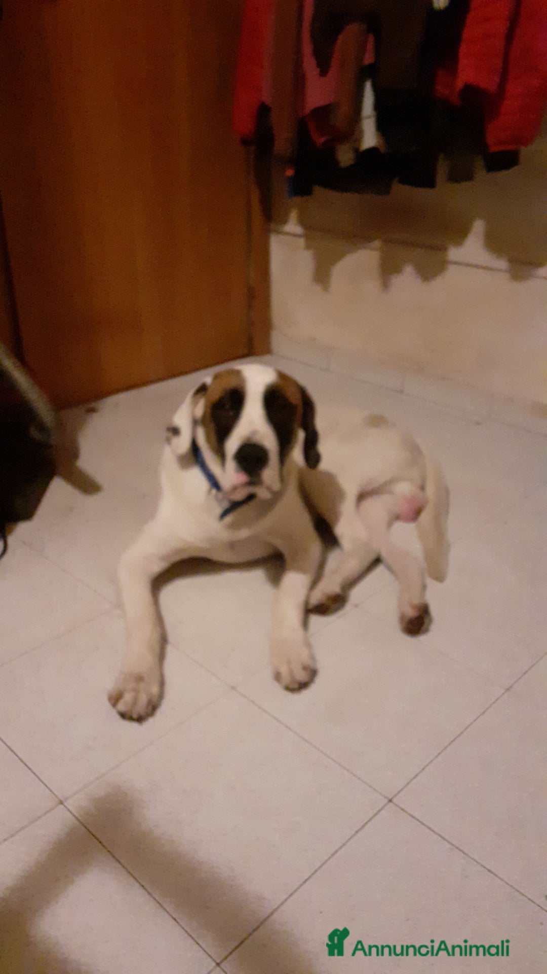 Meticcio cani in regalo: Meticcio Lucio a Provincia di Livorno - Immagine 2