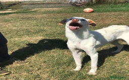 Labrador cani in regalo: Help per Blanko derivato labrador  a Provincia di Latina - Immagine 6