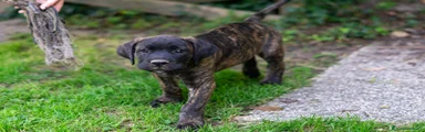 Cane Corso Cucciolo 6