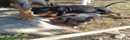 Pinscher Miniatura cani in vendita: Pinscher Nano Femmine - Annuncio 9