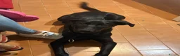 Meticcio cani in regalo: Regaliamo meticcio di 5 mesi a Provincia di Siena - Annuncio 5