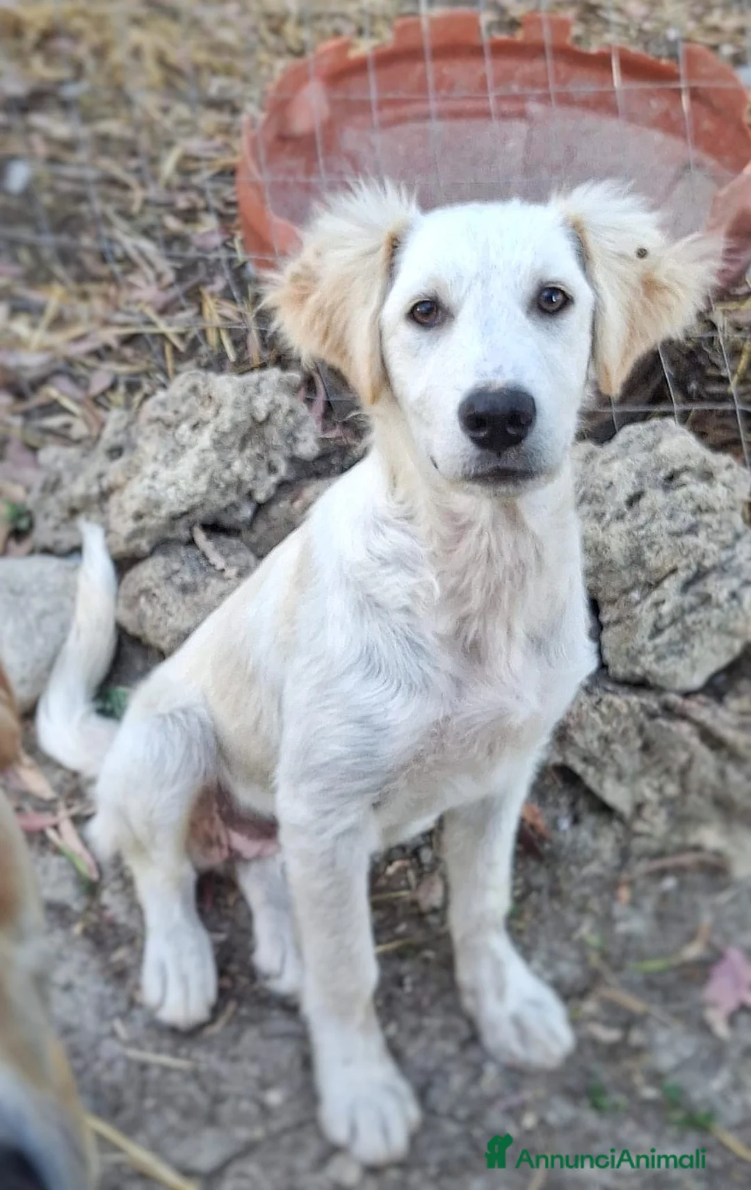 Meticcio cani in regalo: FESA 🩷 sveglia, curiosa e piena di vita - Annuncio 2