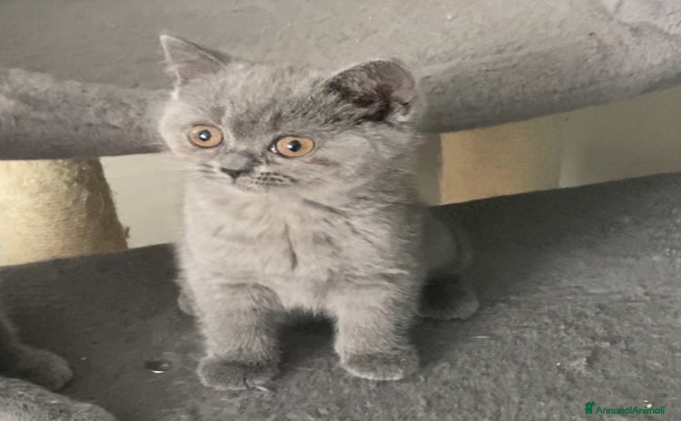 British gatti a Città metropolitana di Milano - Annuncio 13