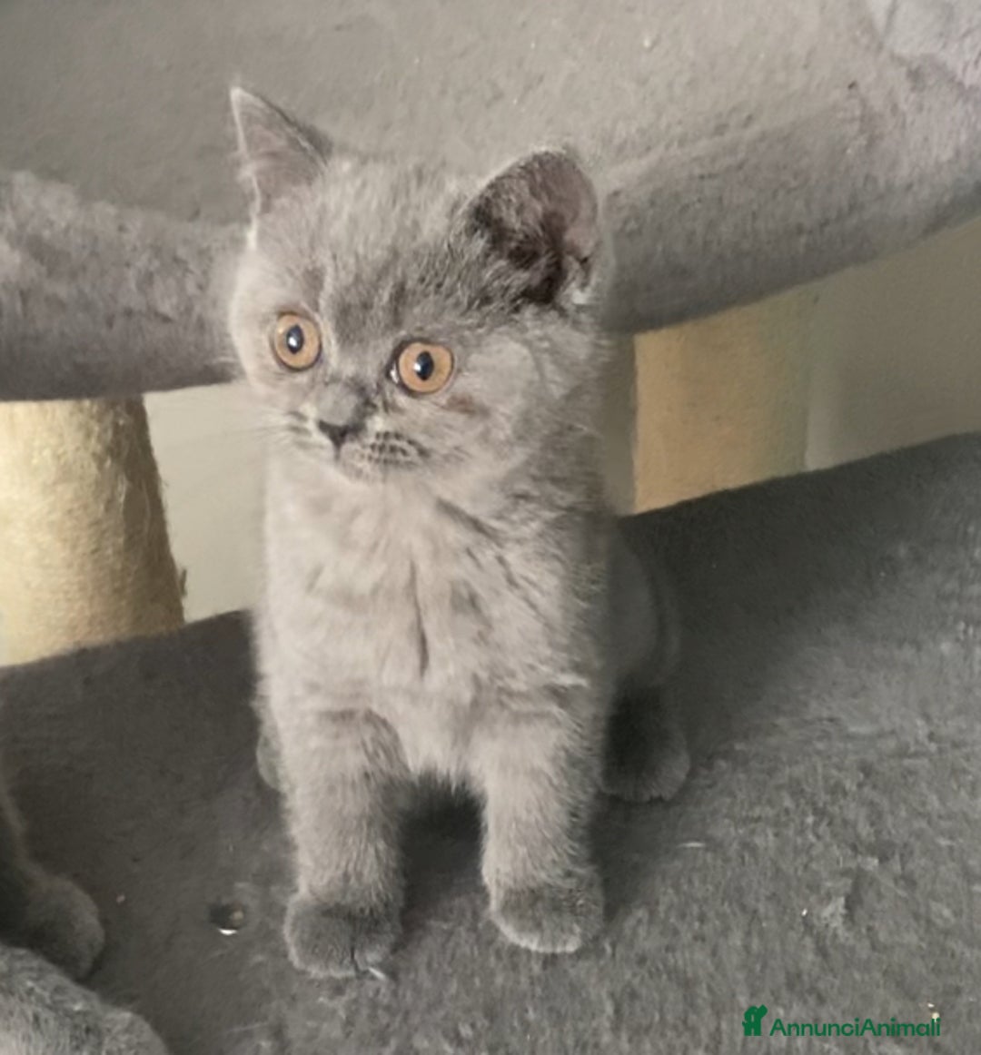 British gatti in vendita: British shorthair  a Città metropolitana di Milano - Immagine 1
