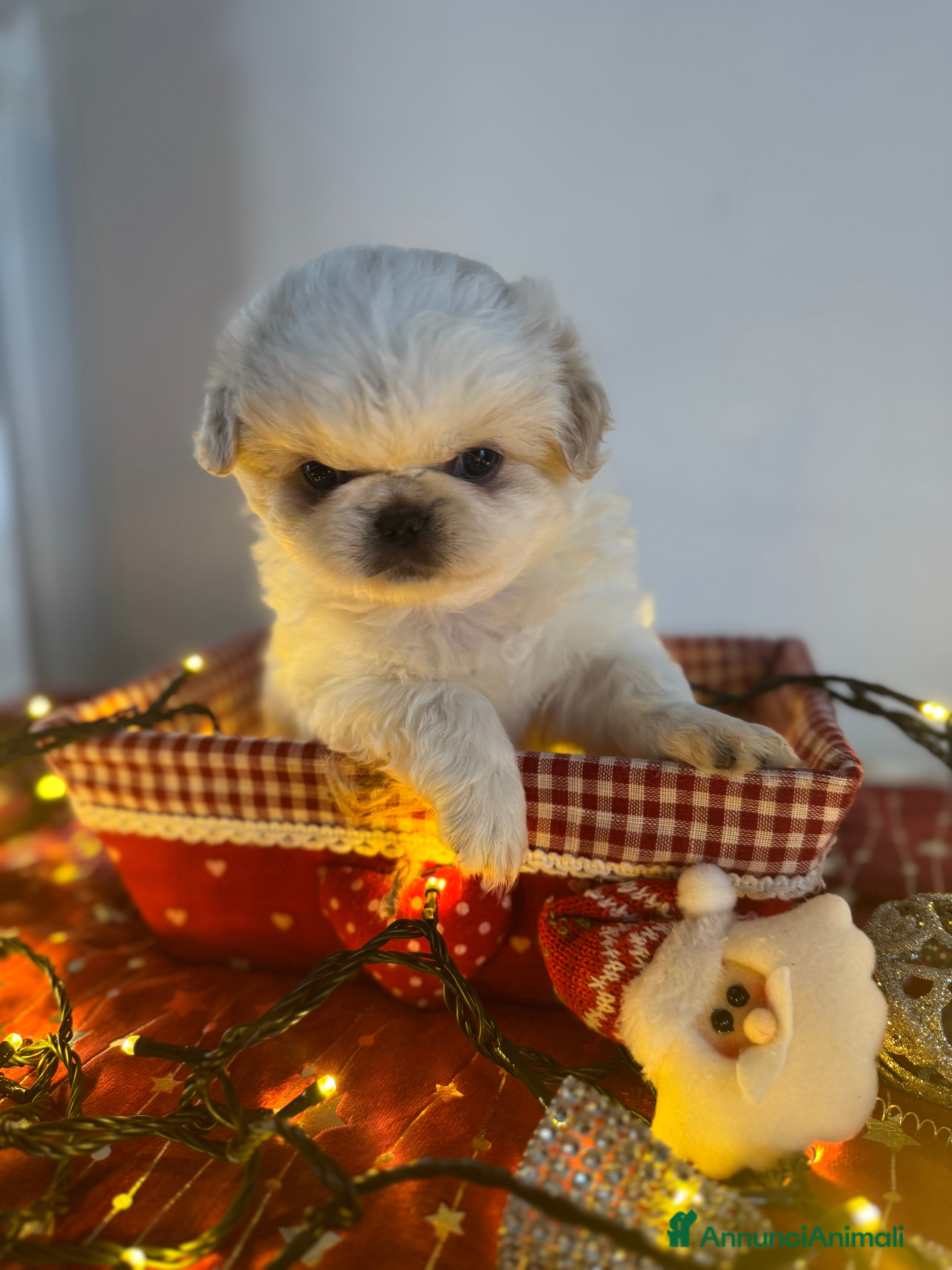 Pechinese cani Cuccioli pechinese - Annuncio 2