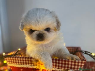 Pechinese cani Cuccioli pechinese - Annuncio 2