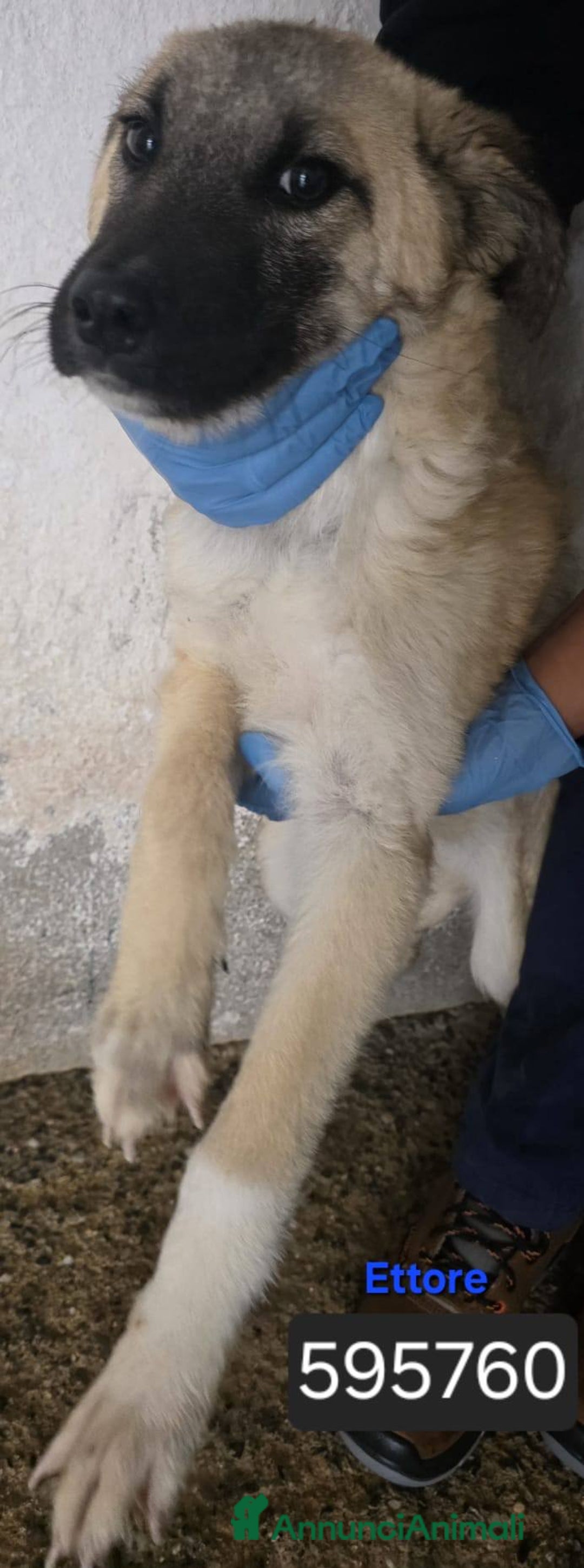 Meticcio cani in regalo: Fede Cristina Maya Ettore Tobia Denis - Annuncio 4