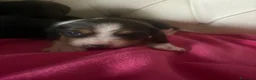 Beagle cani in vendita: cuccioli di beagle a Provincia di Barletta-Andria-Trani - Annuncio 5