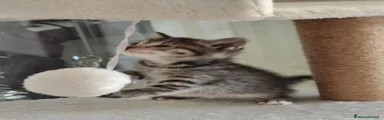 Siberiano 4