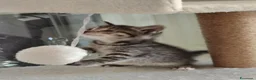 Siberiano gatti in vendita: Cuccioli di siberiano  - Annuncio 10