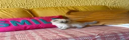 British gatti in vendita: Cuccioli British Longhair a Provincia di Alessandria - Annuncio 8