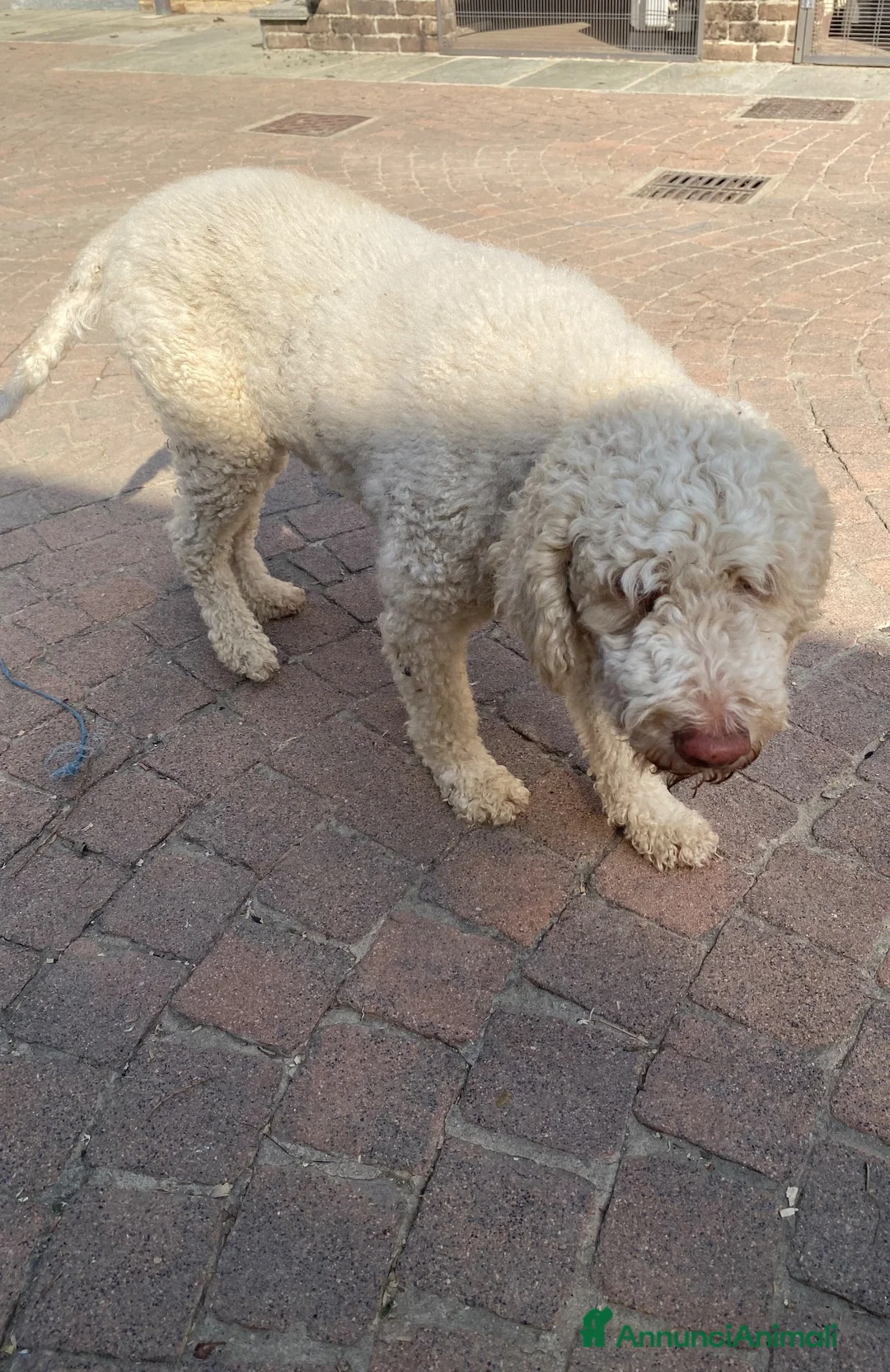Lagotto cani in vendita: Cuccioli di Lagotto  a Provincia di Cuneo - Annuncio 4