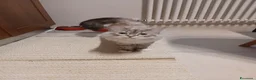 Siberiano gatti in vendita: Gatto siberiano 7 mesi - Annuncio 3