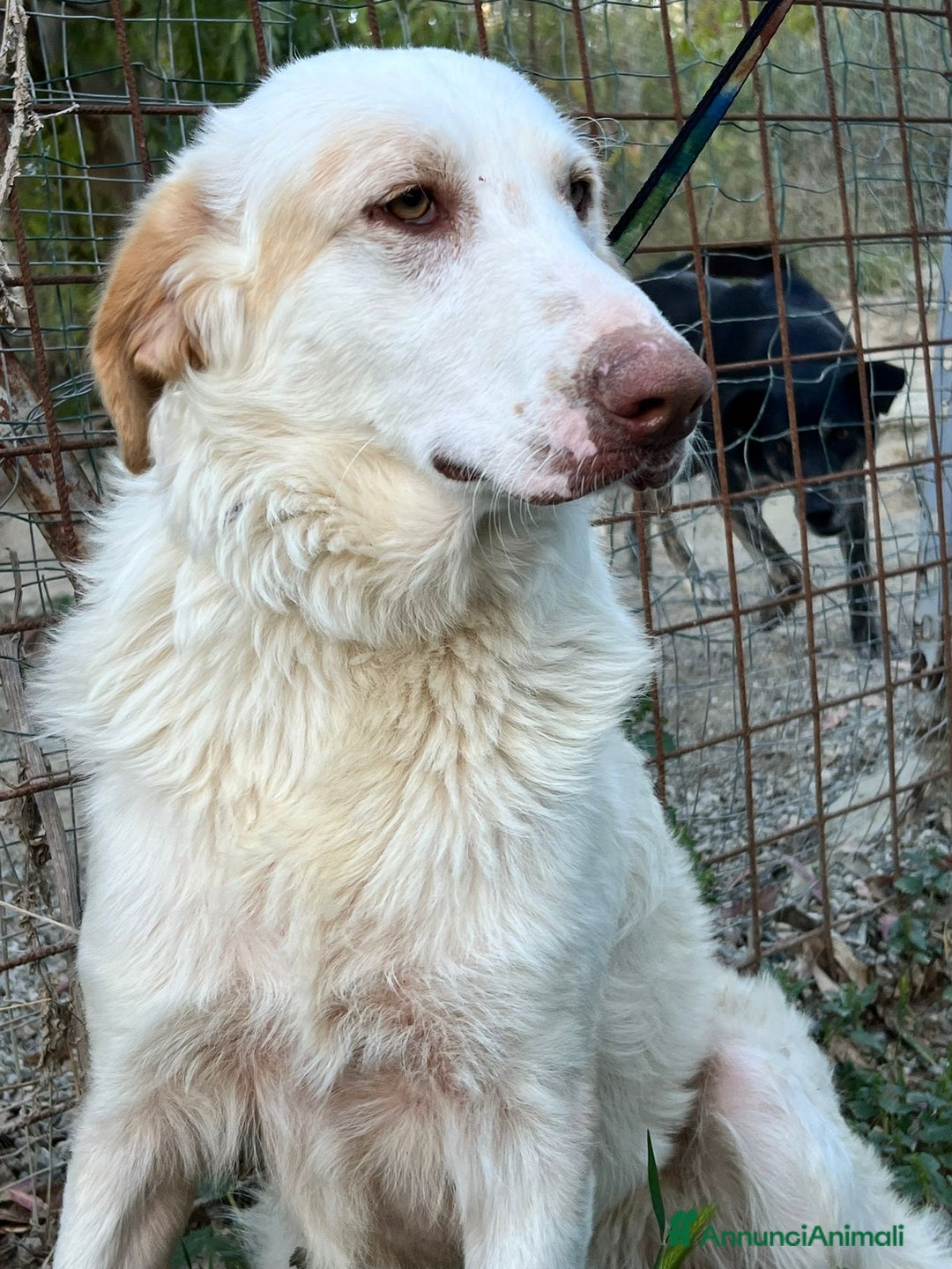Meticcio cani in regalo: Cracco molto affettuoso - Annuncio 5