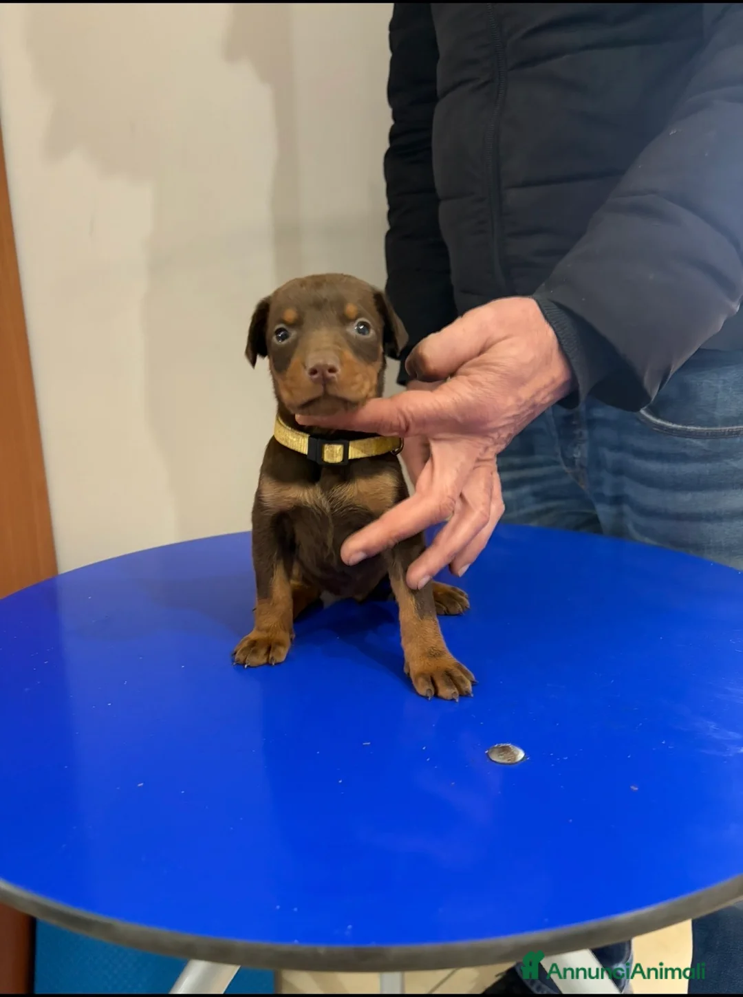Dobermann cani in vendita: Vendo cuccioli di dobermann - Annuncio 6