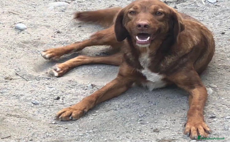 Meticcio cani a Milano - Annuncio 2