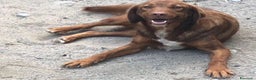 Meticcio cani in regalo: Anonimo giovane dimenticato in canile Calabria a Milano - Annuncio 1