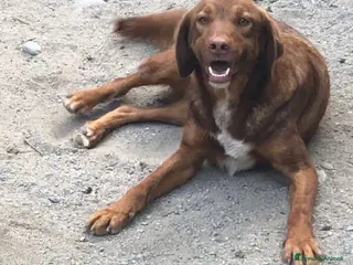 Meticcio cani Anonimo giovane dimenticato in canile Calabria a Milano - Annuncio 16