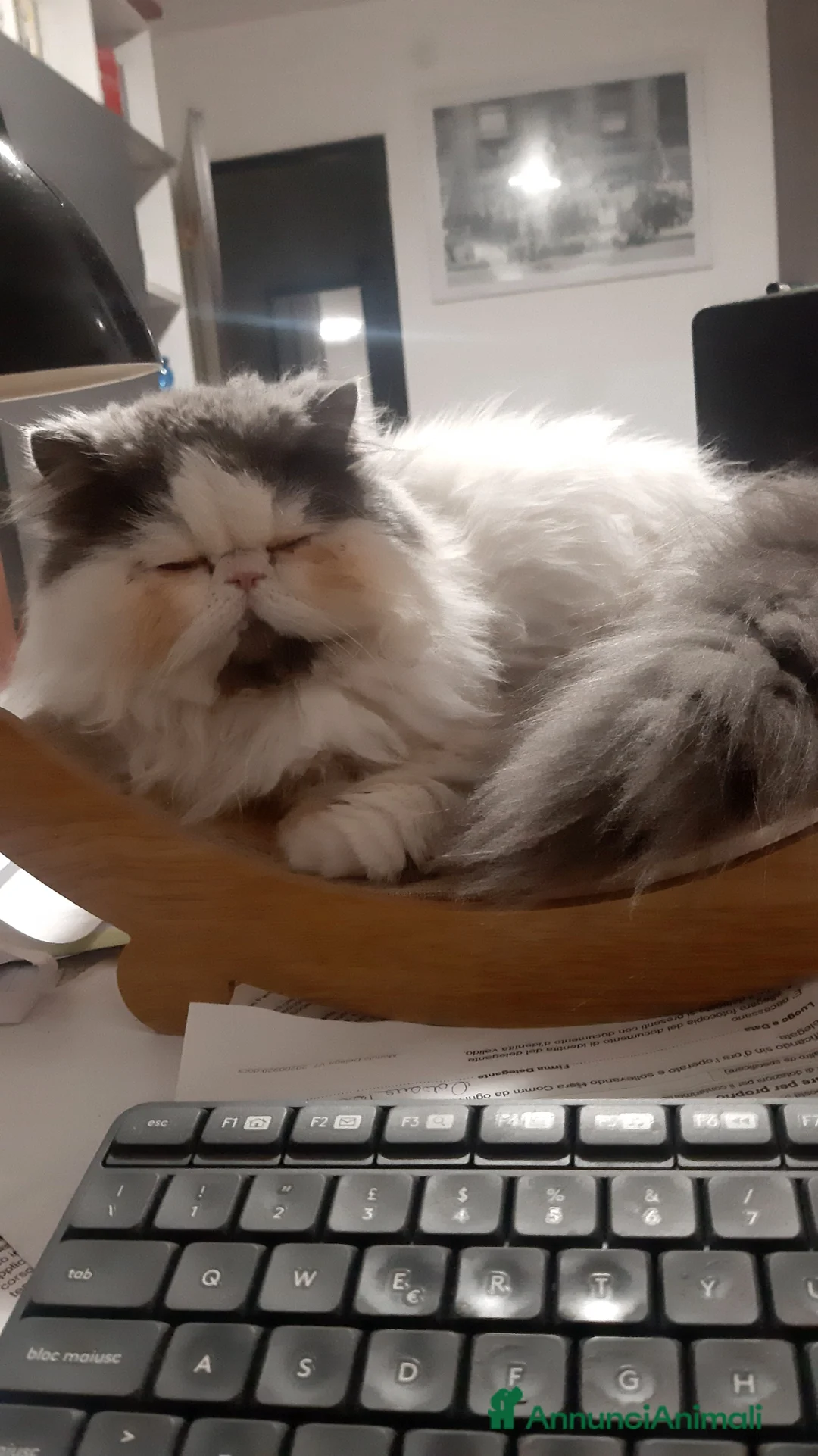 Persiano gatti per accoppiamento: Dolcissima persiana arlecchino blue/white a Provincia autonoma di Trento - Annuncio 2