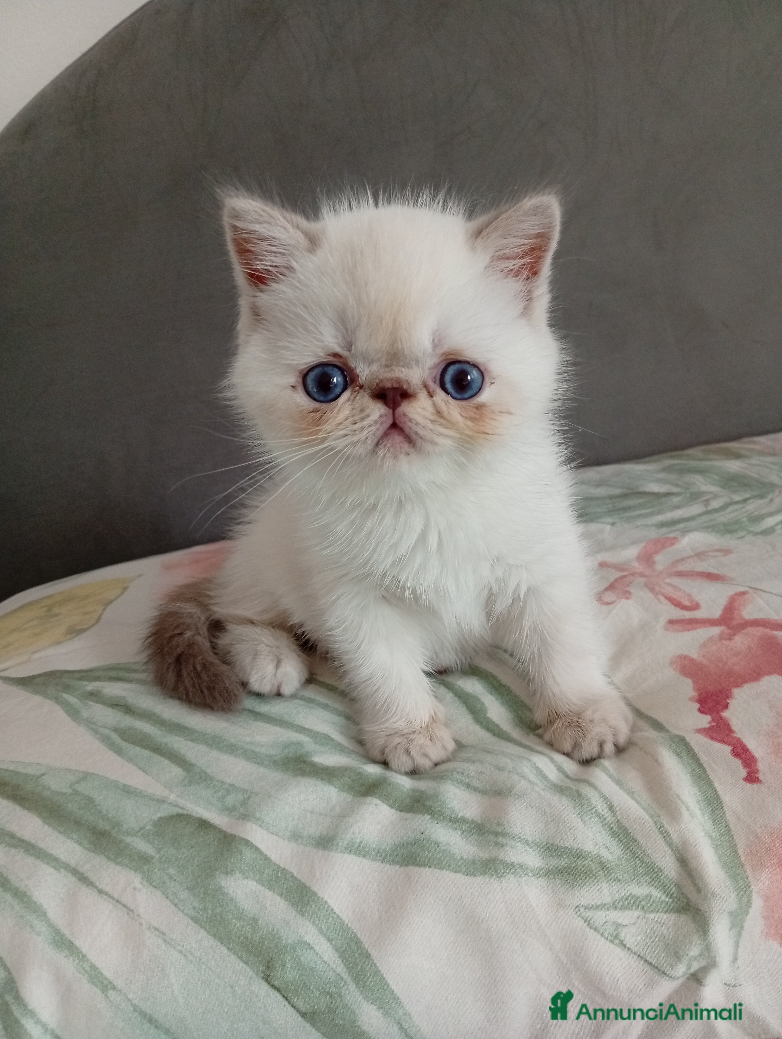 Exotic Shorthair gatti Exotic Shorthair  - Annuncio 3