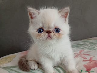 Exotic Shorthair gatti Exotic Shorthair - Annuncio 3
