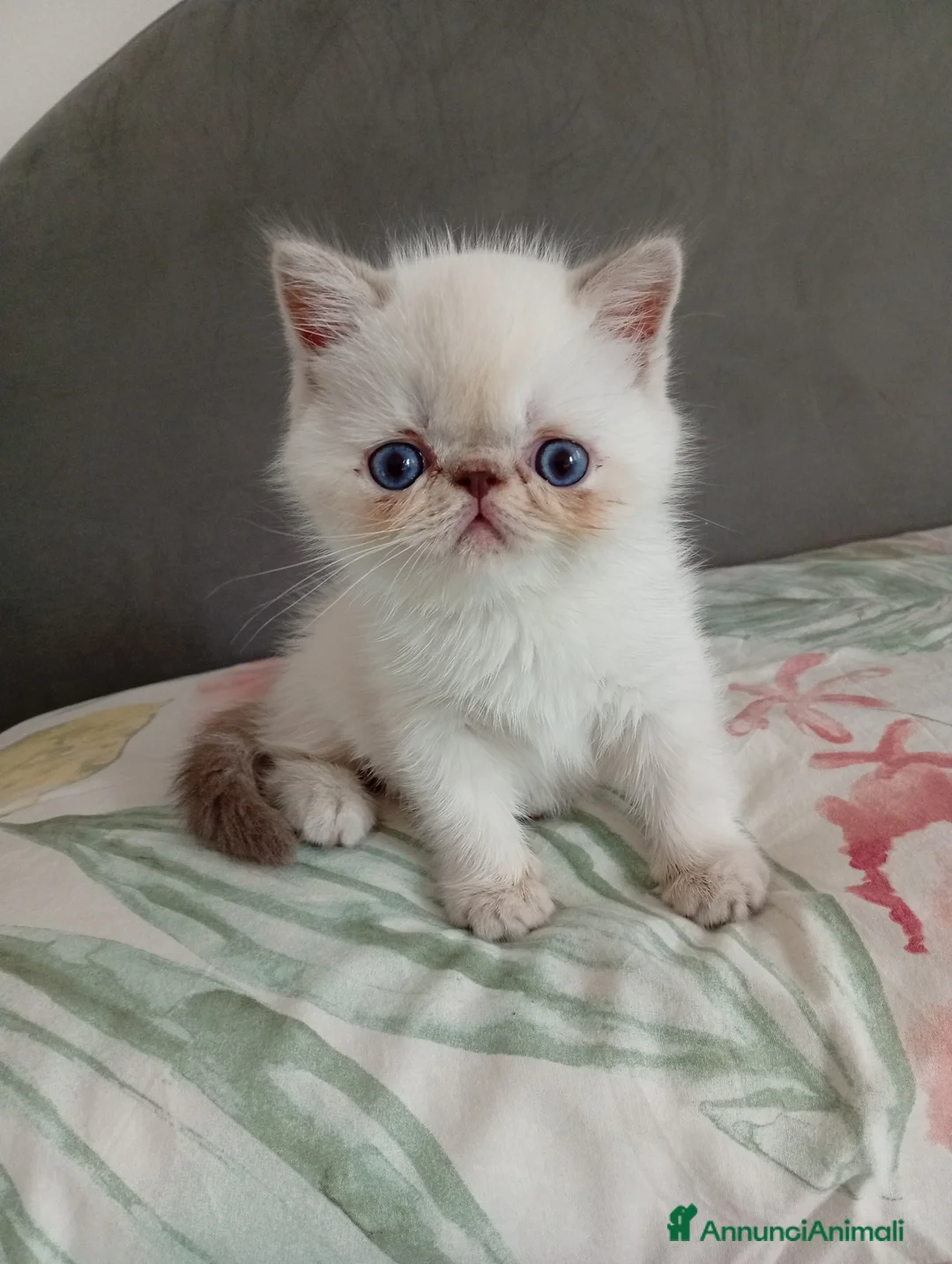 Exotic Shorthair gatti in vendita: Exotic Shorthair  - Annuncio 1