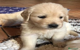 Golden Retriever cani in vendita: Cuccioli di golden retriever - Immagine 3