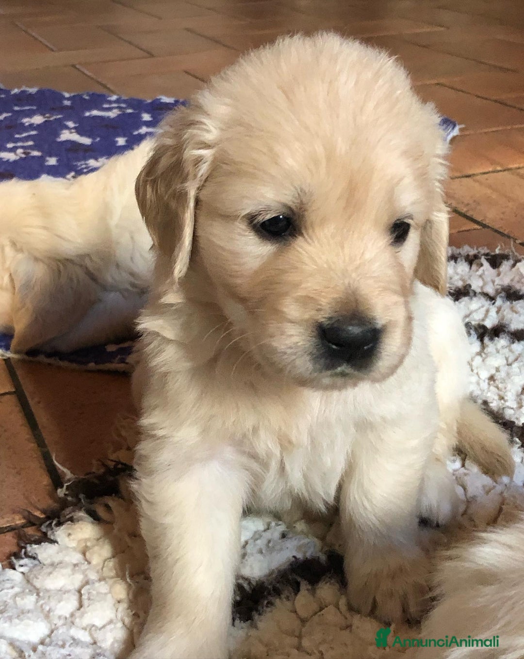 Golden Retriever cani in vendita: Cuccioli di golden retriever - Immagine 3