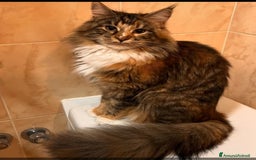 Maine Coon gatti in vendita: Ultimo Cucciolo disponibile a Città Metropolitana di Torino - Immagine 3