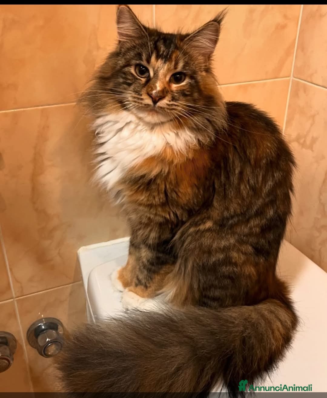 Maine Coon gatti in vendita: Ultimo Cucciolo disponibile a Città Metropolitana di Torino - Immagine 3