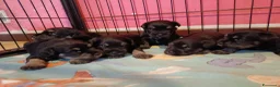 Mini Schnauzer cani in vendita: Cuccioli di Schnauzer nano Nero Argento  - Annuncio 5