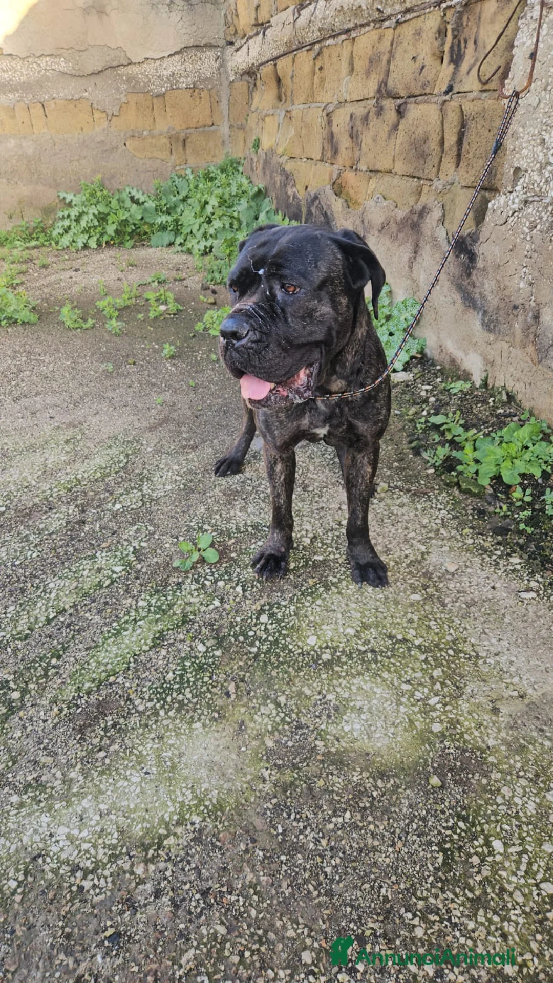 Cane Corso cani in regalo: Lucia: cane corso maltrattata dolcissima  - Annuncio 4