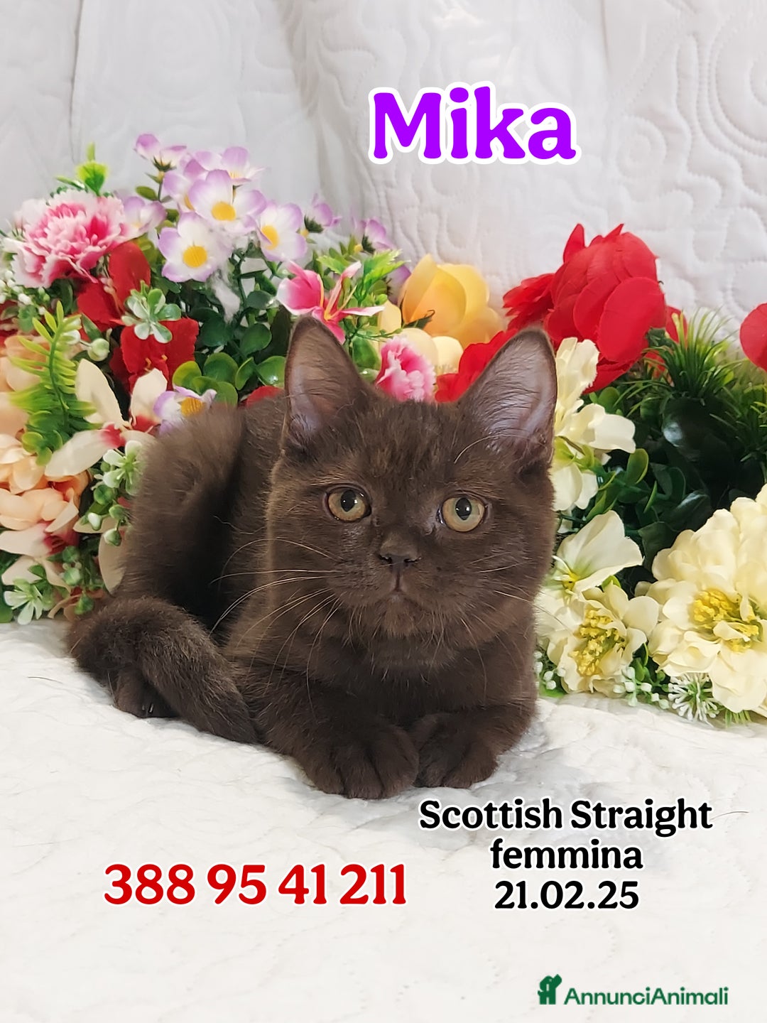 British gatti in vendita: British Shorthair cuccioli  a Città metropolitana di Roma Capitale - Immagine 7