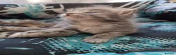 Certosino gatti in vendita: Gattini Svezzati e abituati alla lettiera  - Annuncio 13