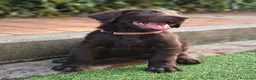 Flat Coated cani in vendita: Cuccioli flat coated retriever  - Annuncio 10