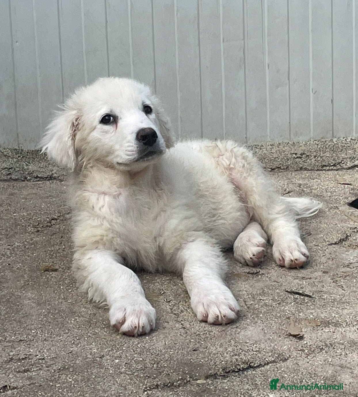 Meticcio cani LA SPLENDIDA FREYETTA a Provincia di Verona - Annuncio 29