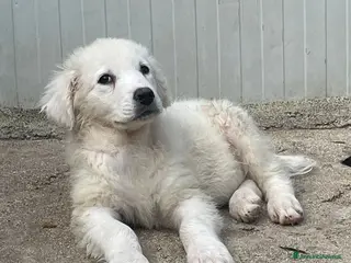 Meticcio cani LA SPLENDIDA FREYETTA a Provincia di Verona - Annuncio 29