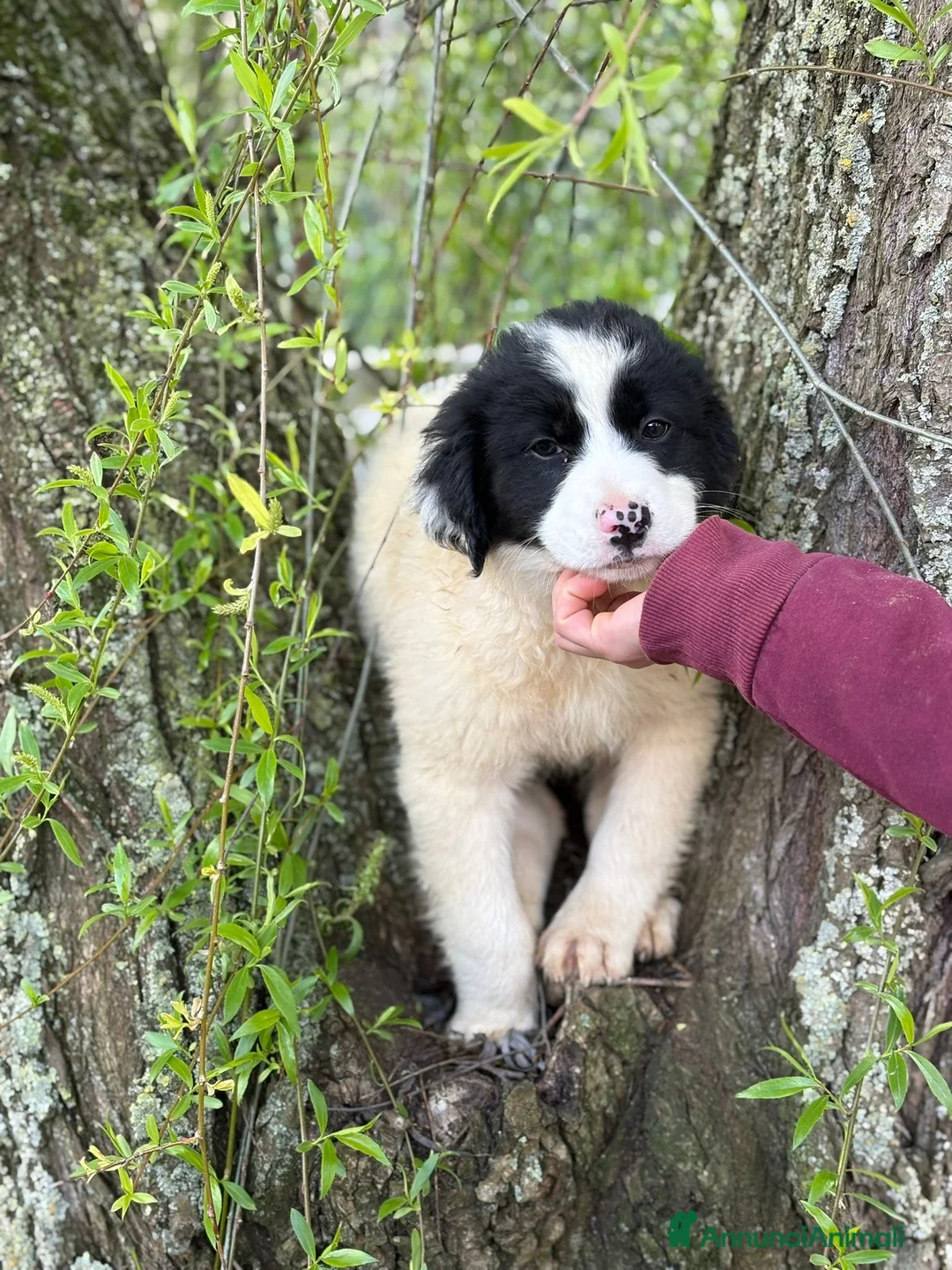 Meticcio cani in regalo: UNA MAMMA PER PIMPA a Provincia di Varese - Annuncio 1