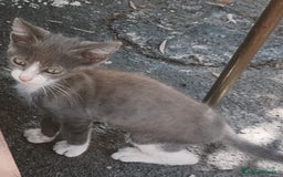 Altre razze gatti in regalo: Nemo, gattino sogna casa - Immagine 2