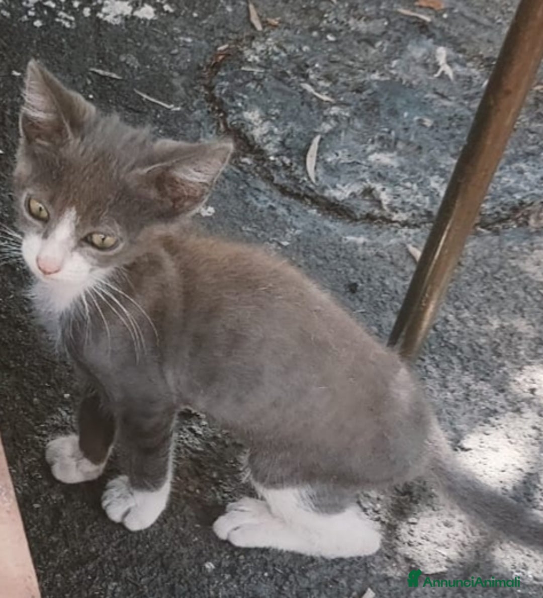 Altre razze gatti in regalo: Nemo, gattino sogna casa - Immagine 2