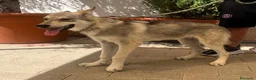 Meticcio cani in regalo: LUCKY CUCCIOLO CLC - Annuncio 3