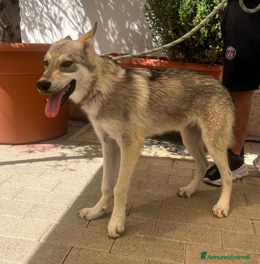 Meticcio cani in regalo: LUCKY CUCCIOLO CLC - Annuncio 3