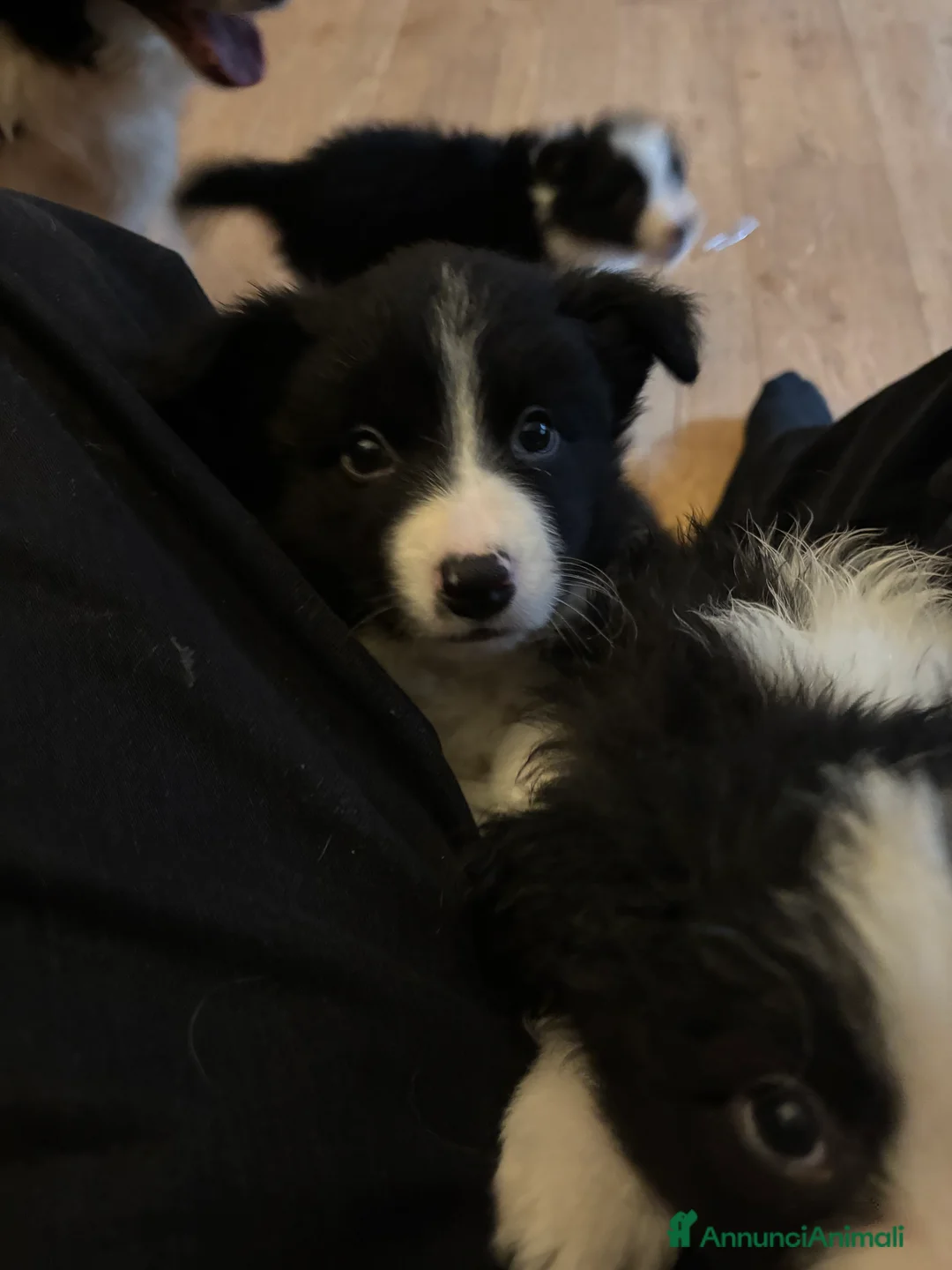 Border Collie cani in vendita: Cuccioli maschi di Border Collie con pedigree ENCI - Annuncio 6