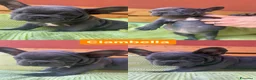 Bulldog Francese cani in vendita: Disponibilità di Bulldog Francese  - Annuncio 10