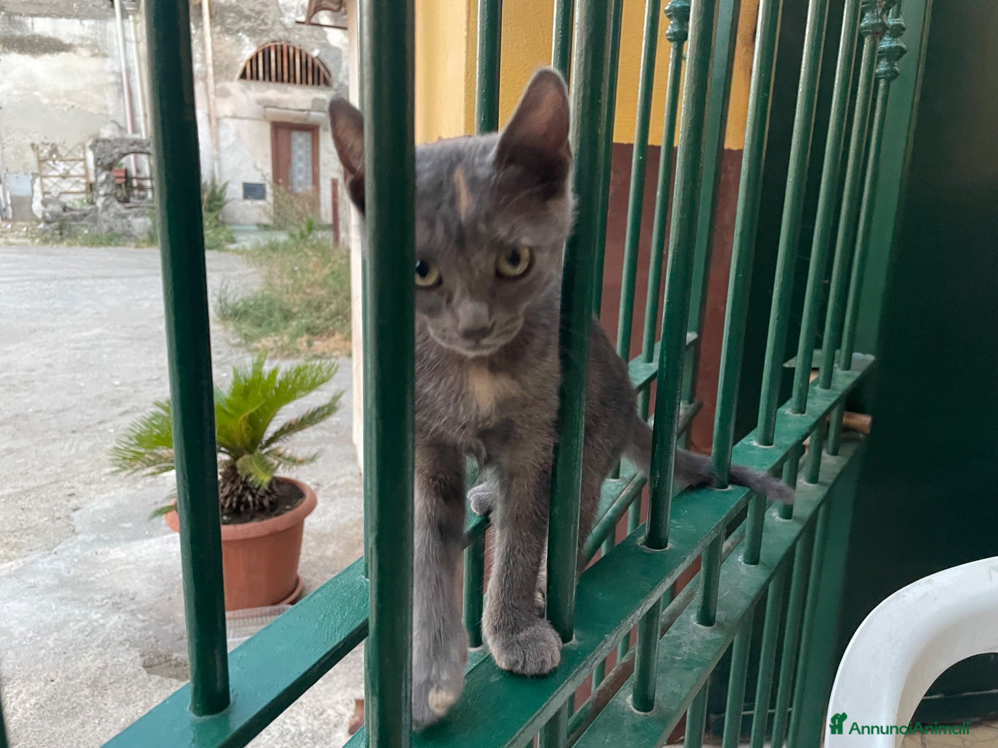 Meticcio gatti 3 gattini vivaci cercano casa - Annuncio 1